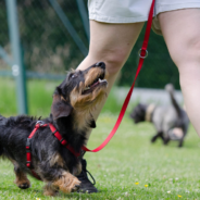 Some Dogs Are Better At Learning And Understanding Words Than Others