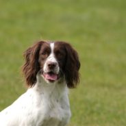 Springer Spaniel Rescued After Being Lost At Sea For Three Hours