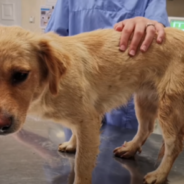 Stray Puppy Full Of Bullets And Hit By A Car Gets A New Chance At Life