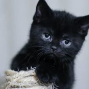 Stray Six-Week-Old Kitten Wandering the Streets Finds a Meal and a Home