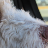 Supermarket Chain Will Be Patrolling The Parking Lot On Hot Days For Pets Left In Cars