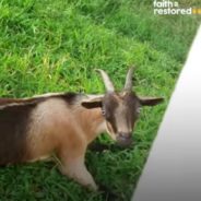 Sweet Little Goat Learns to Walk After Animal Sanctuary Refused to Give Up on Her