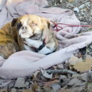 Terrified Dog Rescued From A Ditch Loves Her New Family And Life