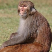 The U.S. Government Is Investing Millions More Into Its Captive Primate Breeding Program