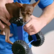 Two Chihuahuas Without Front Legs Get To Run For The First Time