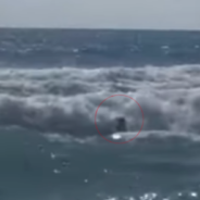 Two Dogs Rescue Young Girl Struggling In The Waves