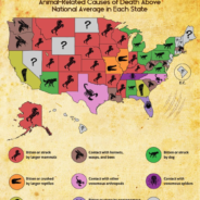 Which State Has The Deadliest Animals?