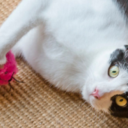 Woman Builds Her 7 Cats Their Own ‘Capsule Hotel’