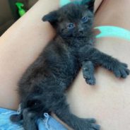 Woman Leaps From Car To Save Tiny Stray Kitten From Traffic