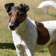 Woman Saves Flea-Infested Puppy Who Had Been Left Alone in a Frigid Car