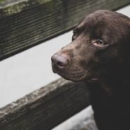 Woman Unexpectedly Finds Her ‘Soul Dog’ While Grieving a Lost Pup