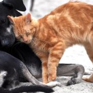 4 Ways To Save Lives On International Homeless Animals Day