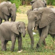 6 Ways to Celebrate World Elephant Day on August 12