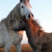 6,000 Additional Wild Horses Will Be Rounded Up As Officials Blame Drought Conditions