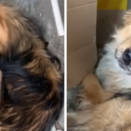 Abandoned Dog Finds A Loving Forever Home After Sleeping On A Wet Blanket