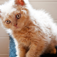 Adorable Curly-Haired Cats Look Just Like Little Sheep