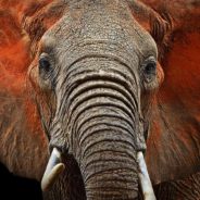 African Elephants Are Being Abducted From Zimbabwe And Sold To Circuses In China