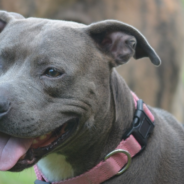 After His Tongue Was Cut Out, This Pittie Was Rescued And Found A New Home