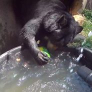 Animals At Oregon Zoo Get Special Treat For National Watermelon Day