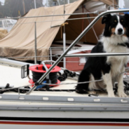 Beaches In Italy Employ Lifeguard Dogs To Patrol The Waters