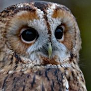 Beloved Central Park Owl Killed In Tragic Accident With Maintenance Vehicle