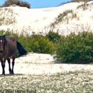 Beloved “Grandmother” Wild Horse Dies On North Carolina’s Outer Banks