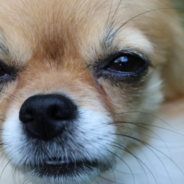 Big Dog Steps On Little Dog’s Tail During A Photoshoot