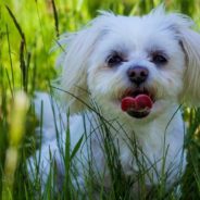 Blind Elderly Shih Tzu Lives a Full Life, Educating Others on Caring for Aging Dogs