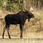 Bull Moose Charges At Colorado Hiker Who Got Too Close