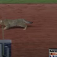 Cat Crashes NY Yankees Baseball Game, Fans Name Him MVP