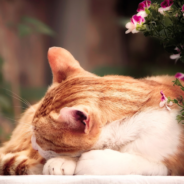 “Cat Garden” Shows Napping Felines Filling Front Porch Planters