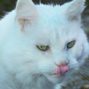 Cat Napping In A Miniature Village Looks Enormous