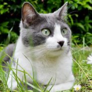 Construction Worker Who Looks After Feral Cats Grows Extra Attached to One