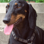 Dachshunds Compete In First-Ever ‘Weiner-lympics’ Games