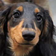 Dog That Had Been Confined to Crate for Most of His Life Finds Loving New Home