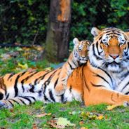 Endangered Female Sumatran Tiger And Her Two Cubs Found Dead In Indonesian Conservation Area