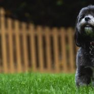 Family Steps in to Help Neglected Dog That Only Had His Empty Bowl to Play With