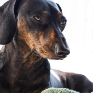 Firefighters Are Called After A Dachshund Gets Stuck In A Wine Rack