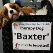 Friendly Spaniel Puppy Named Baxter Becomes Hospital’s First Therapy Dog