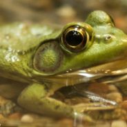 Frogs Use Flowers As Umbrellas When It Rains And There Are Photos To Prove It