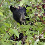 Grand Teton National Park Temporarily Closes Busy Road For Ravenous Bears