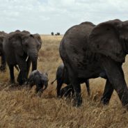 Herd Of Wild Elephants Finally Heading Home After 807-Mile Trek Across China