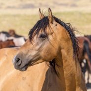 Horse Fighting Continues In The Philippines Despite Decades-Old Ban