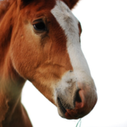 Horse Steals Camper’s Chips Right Off Her Plate