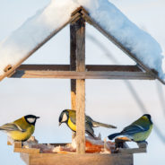 How Backyard Bird Watchers Can Protect Songbirds From A Mysterious Disease