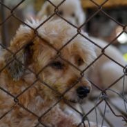 How Puppy Mills Continue To Propagate Suffering, Even Fooling Many Pet Parents