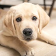 How to Discipline a Puppy Without Being Mean