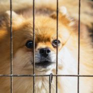 Illinois Becomes 5th State To Ban Sale Of Puppy Mill Puppies In Pet Stores