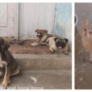 Kabul Small Animal Rescue Desperately Needs Landing Permit To Evacuate All Shelter Pets – Before It’s Too Late