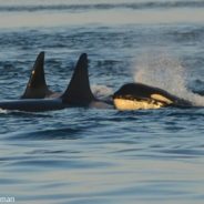 Killer Whale Stranded On Rocks In Alaska Saved By Good Samaritans